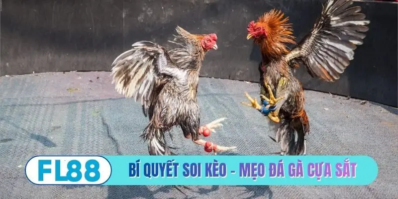 Bí quyết soi kèo - Mẹo đá gà cựa sắt
