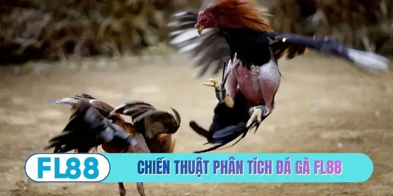 Chiến thuật phân tích đá gà FL88