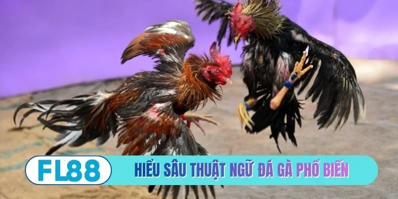 Hiểu sâu thuật ngữ đá gà phổ biến hiện nay