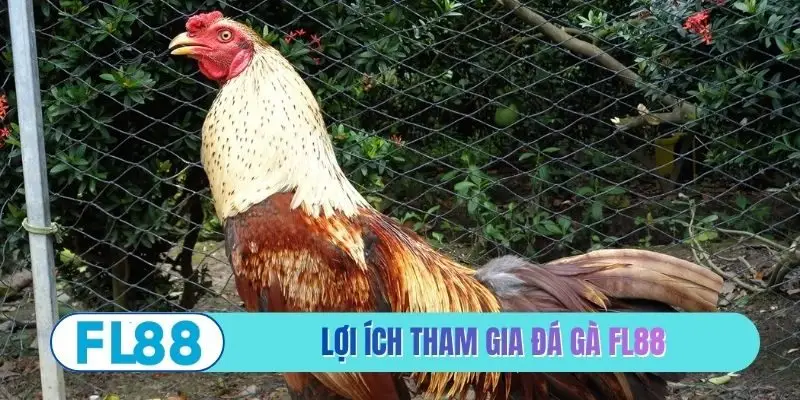 Lợi ích tham gia đá gà FL88