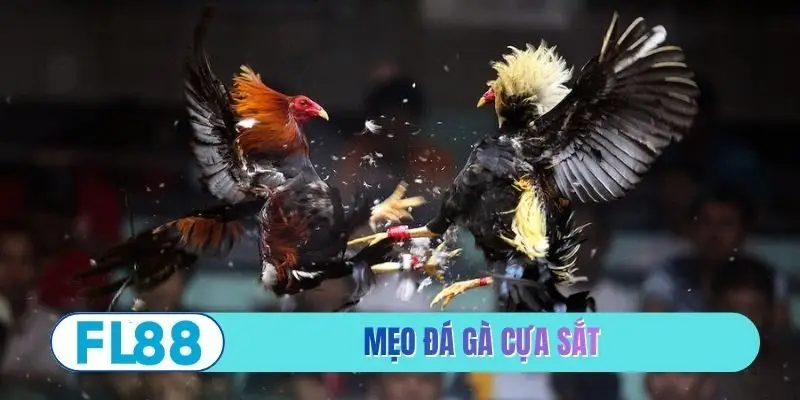 Mẹo đá gà cựa sắt