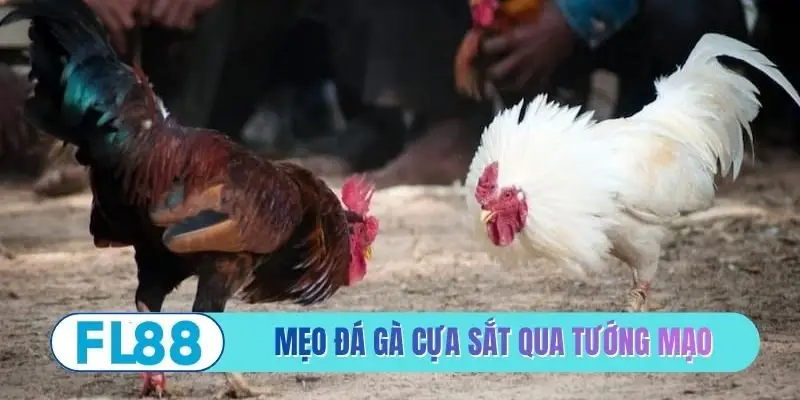 Mẹo đá gà cựa sắt qua tướng mạo