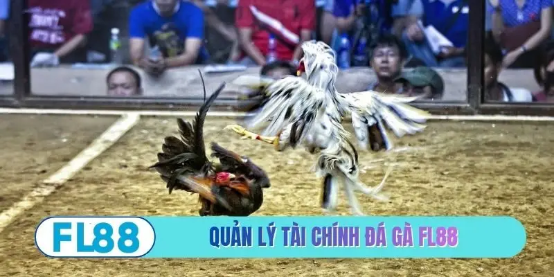 Quản lý tài chính đá gà FL88