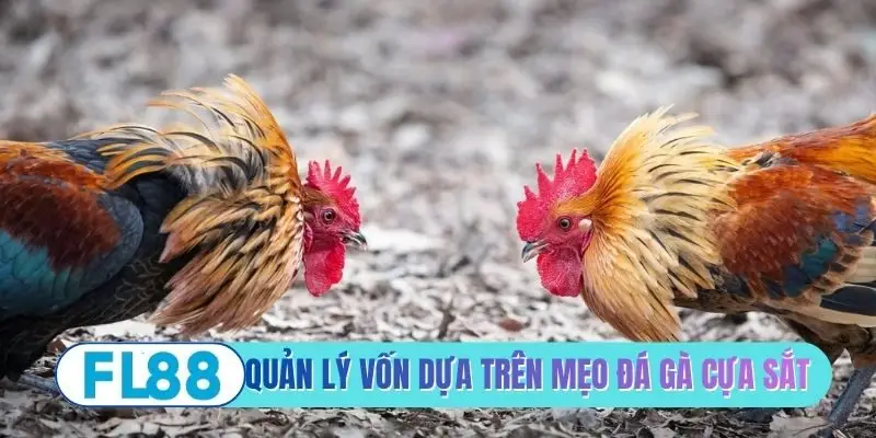 Quản lý vốn dựa trên mẹo đá gà cựa sắt