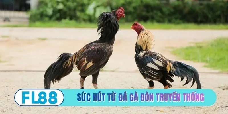 Sức hút từ đá gà đòn truyền thống
