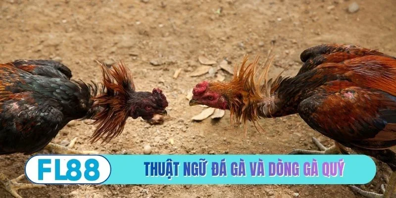 Thuật ngữ đá gà phổ biến và dòng gà quý