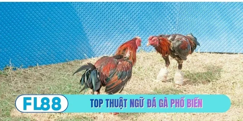 Thuật ngữ đá gà phổ biến